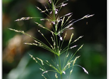 אופציות זה לפחדנים