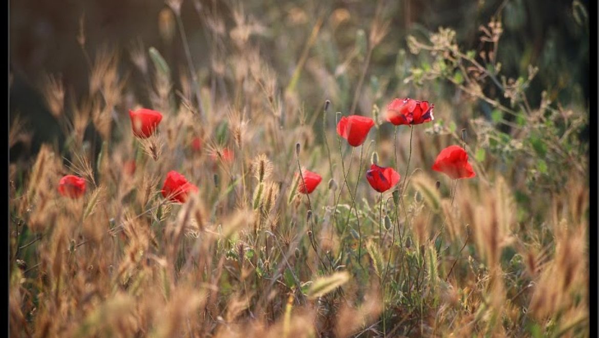 חוסן מנטלי – איך לעזור לילדים להיות חסונים?
